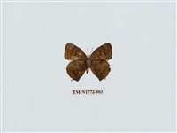 藏品(燕尾紫灰蝶)的圖片